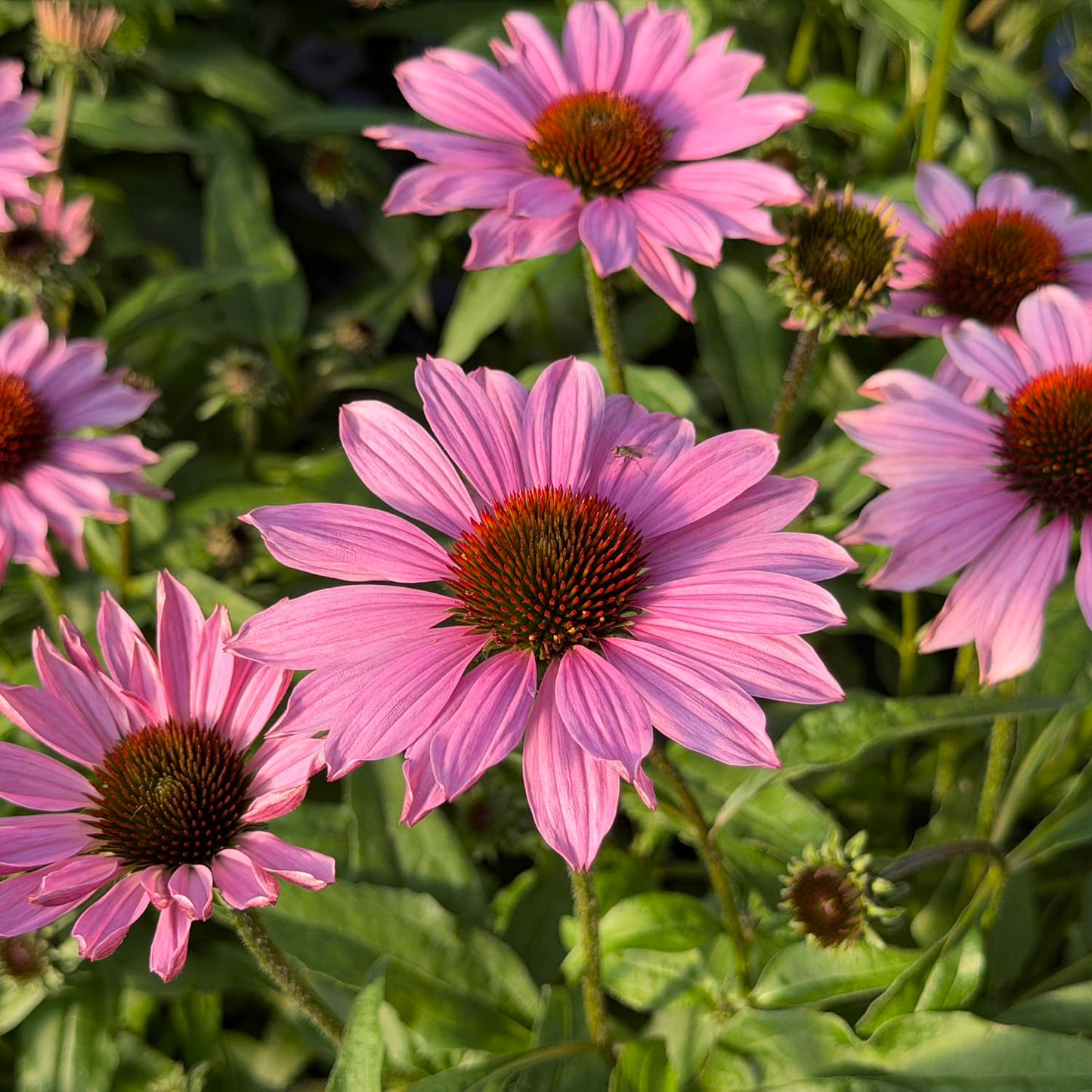 SunMagic® Vintage Fuchsia Coneflower (Echinacea) displays vibrant pink blooms with spiky orange centers rising above green foliage in the sunlight. At the heart of the display, one flower hosts a small insect on its petal - Photo Property of Garden Crossings LLC