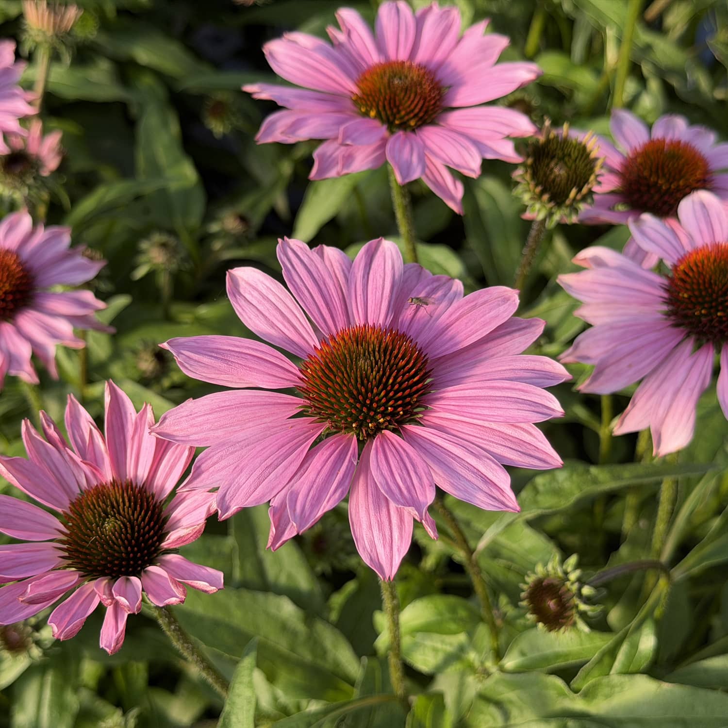 SunMagic® Vintage Fuchsia Coneflower (Echinacea) displays vibrant pink blooms with spiky orange centers rising above green foliage in the sunlight. At the heart of the display, one flower hosts a small insect on its petal - Photo Property of Garden Crossings LLC