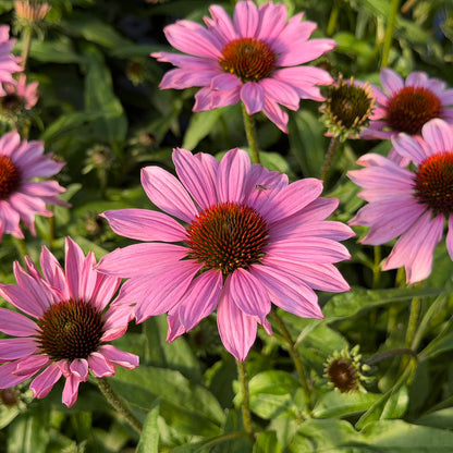 SunMagic® Vintage Fuchsia Coneflower (Echinacea) displays vibrant pink blooms with spiky orange centers rising above green foliage in the sunlight. At the heart of the display, one flower hosts a small insect on its petal - Photo Property of Garden Crossings LLC