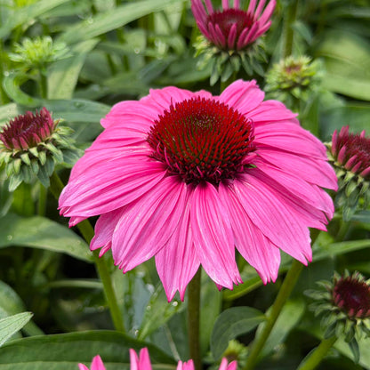 A close-up of the vivid SunMagic® Vintage Hot Pink Coneflower (Echinacea), showcasing its brilliant hot pink petals and striking dark red center, set amid lush green foliage and multiple buds at different stages of bloom - Photo Property of Garden Crossings LLC