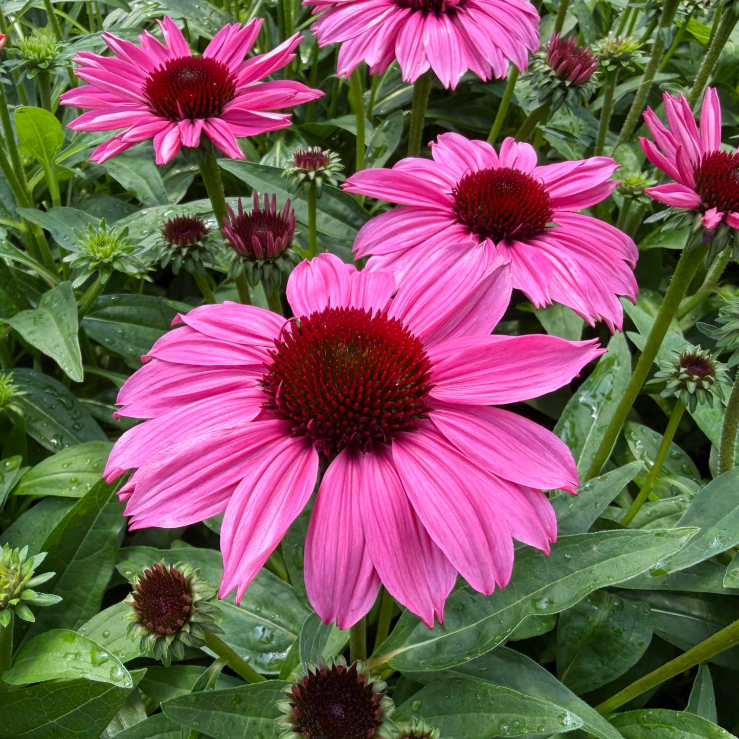 SunMagic® Vintage Hot Pink Coneflower (Echinacea) displays vivid hot pink petals with deep red centers, encircled by lush green leaves and emerging buds. Dewdrops accent some petals as these striking perennial blooms flourish outdoors in a pollinator-friendly garden - Photo Property of Garden Crossings LLC