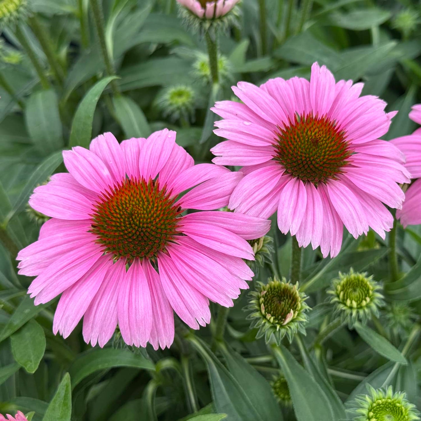 Two blooming SunMagic® Vintage Lavender Coneflowers (Echinacea), featuring vibrant pink petals and striking orange-brown centers, are surrounded by lush green foliage and several unopened buds in the background - Photo Property of Garden Crossings LLC