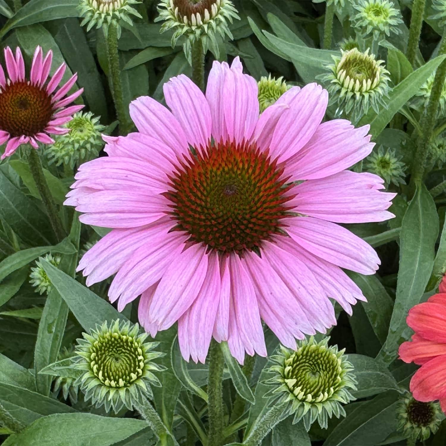 A close-up of a vibrant pink SunMagic® Vintage Lavender Coneflower (Echinacea), featuring a dark orange center and surrounded by green leaves and buds at various stages of bloom - Photo Property of Garden Crossings LLC