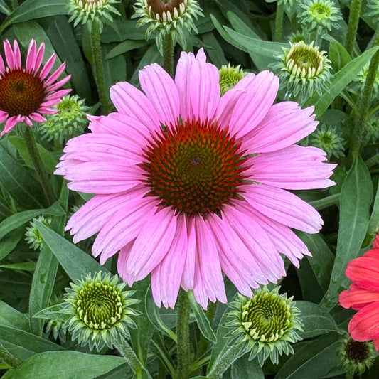 A close-up of a vibrant pink SunMagic® Vintage Lavender Coneflower (Echinacea), featuring a dark orange center and surrounded by green leaves and buds at various stages of bloom - Photo Property of Garden Crossings LLC