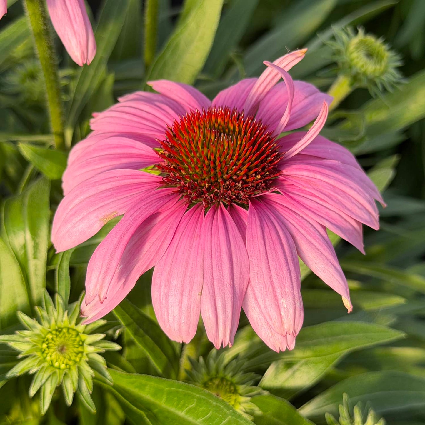 A close-up of a blooming SunMagic® Vintage Lavender Coneflower (Echinacea) with pink petals and a spiky red-orange center, surrounded by green leaves and unopened flower buds - Photo Property of Garden Crossings LLC