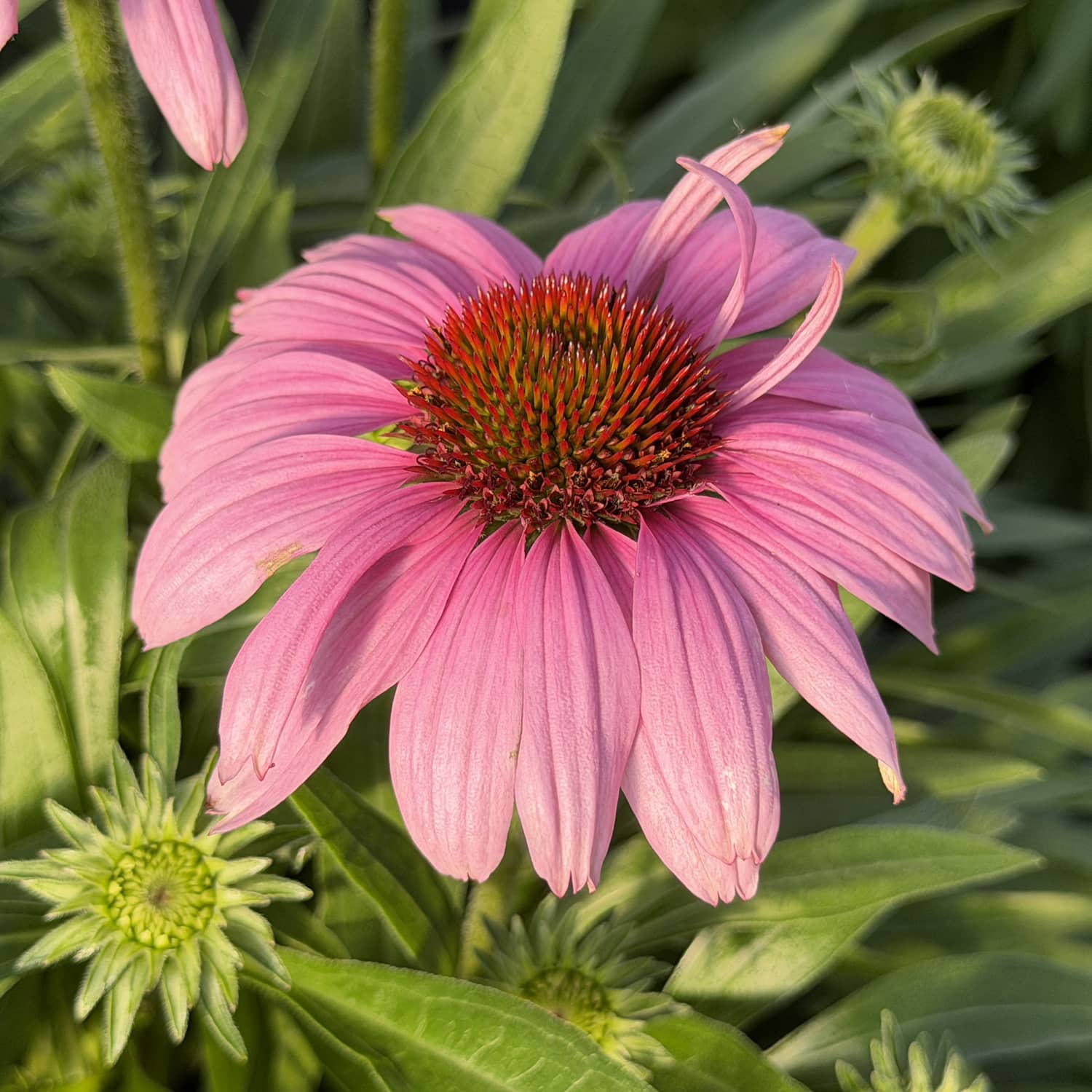 A close-up of a blooming SunMagic® Vintage Lavender Coneflower (Echinacea) with pink petals and a spiky red-orange center, surrounded by green leaves and unopened flower buds - Photo Property of Garden Crossings LLC
