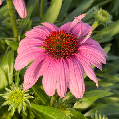 A close-up of a blooming SunMagic® Vintage Lavender Coneflower (Echinacea) with pink petals and a spiky red-orange center, surrounded by green leaves and unopened flower buds - Photo Property of Garden Crossings LLC