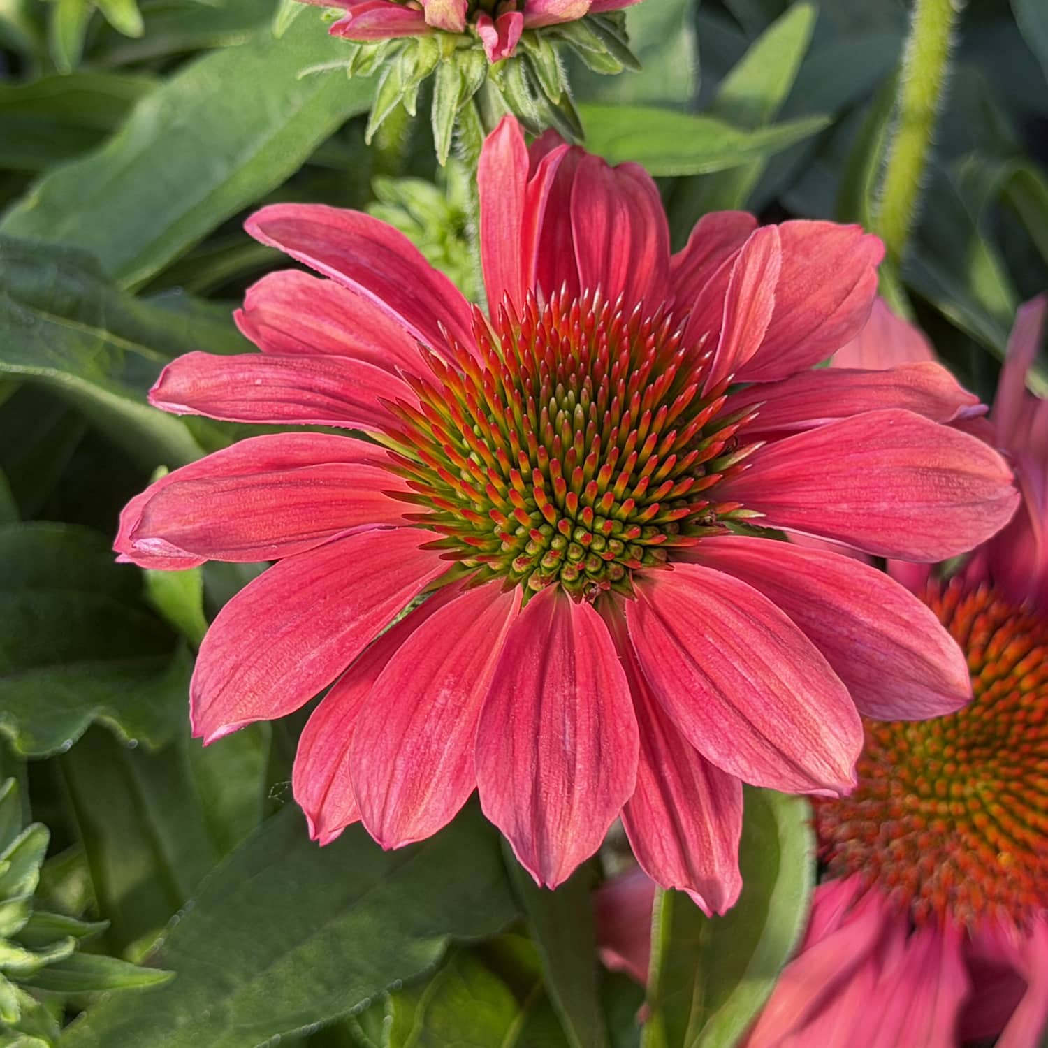 Close-up of the SunMagic® Vintage Lipstick Coneflower (Echinacea) displaying vivid pink petals and a spiky green-and-orange center. The flower is surrounded by lush green leaves and additional buds in the sunlit background - Photo Property of Garden Crossings LLC