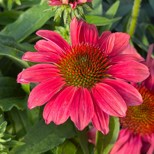 Close-up of the SunMagic® Vintage Lipstick Coneflower (Echinacea) displaying vivid pink petals and a spiky green-and-orange center. The flower is surrounded by lush green leaves and additional buds in the sunlit background - Photo Property of Garden Crossings LLC