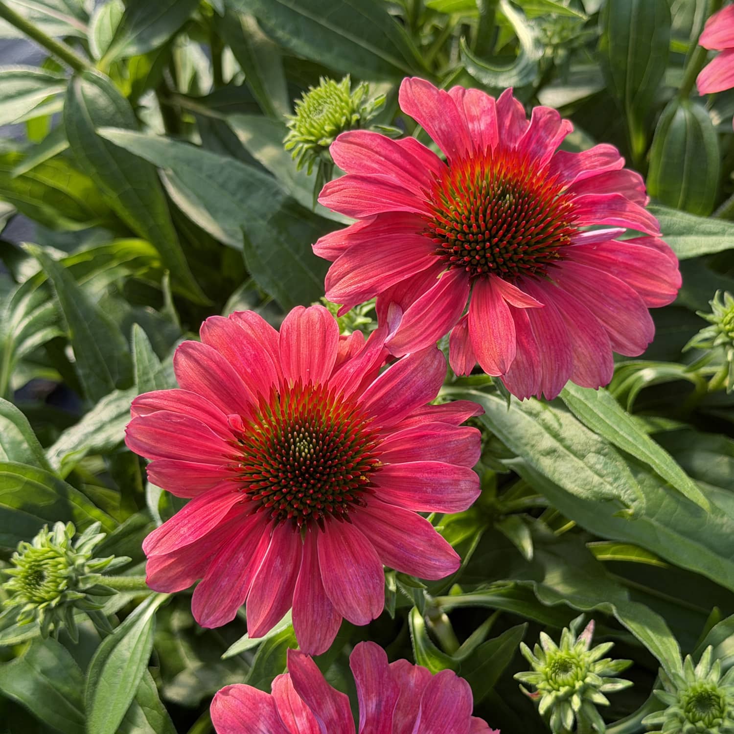 Two vibrant pink SunMagic® Vintage Lipstick Coneflowers (Echinacea) with dark centers are blooming among green leaves, surrounded by several unopened buds in bright sunlight - Photo Property of Garden Crossings LLC