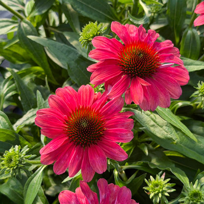 Two vibrant pink SunMagic® Vintage Lipstick Coneflowers (Echinacea) with dark centers are blooming among green leaves, surrounded by several unopened buds in bright sunlight - Photo Property of Garden Crossings LLC