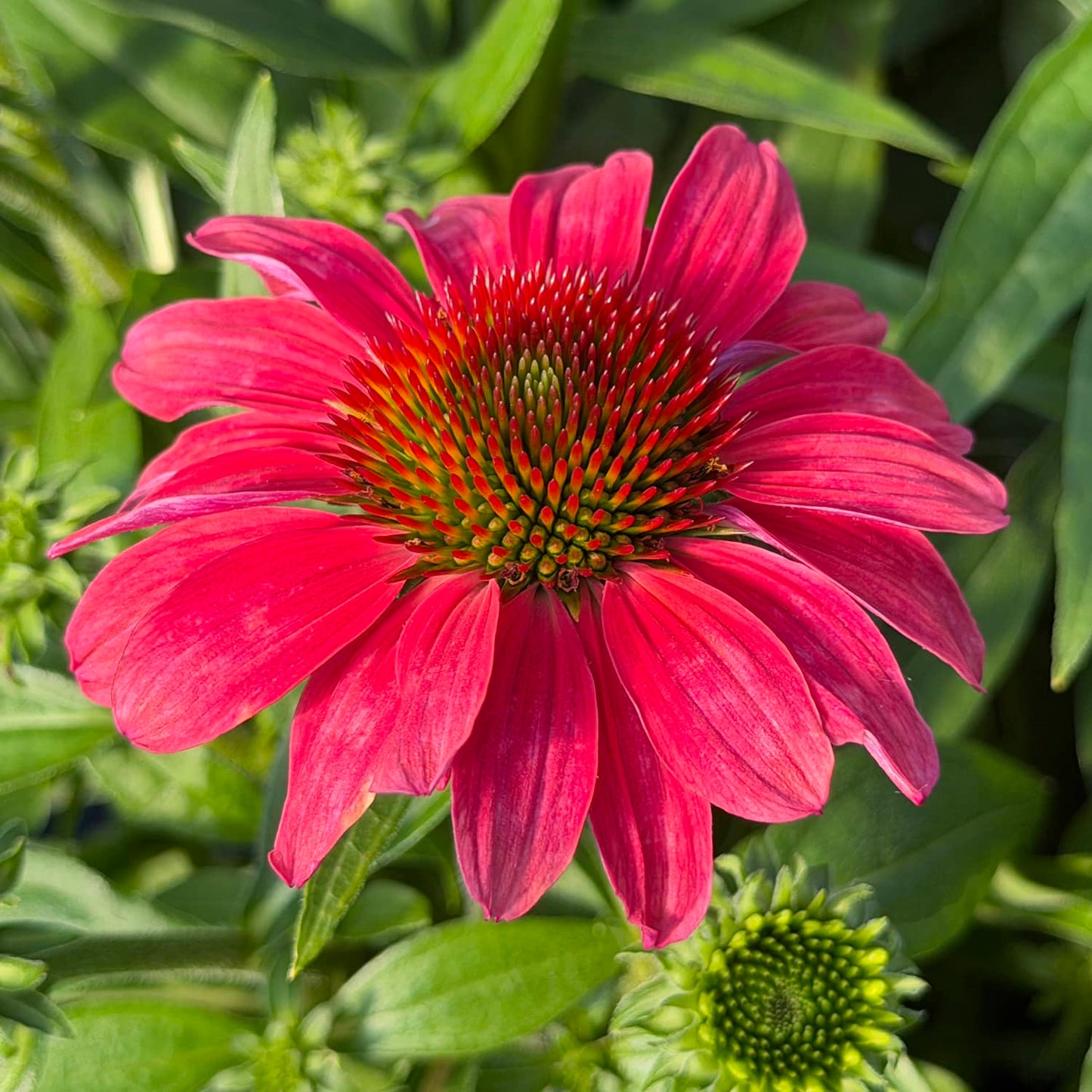 Close-up of a SunMagic® Vintage Lipstick Coneflower (Echinacea) features vivid bright pink blooms with a spiky orange-green center, surrounded by green leaves and flower buds in sunlight - Photo Property of Garden Crossings LLC