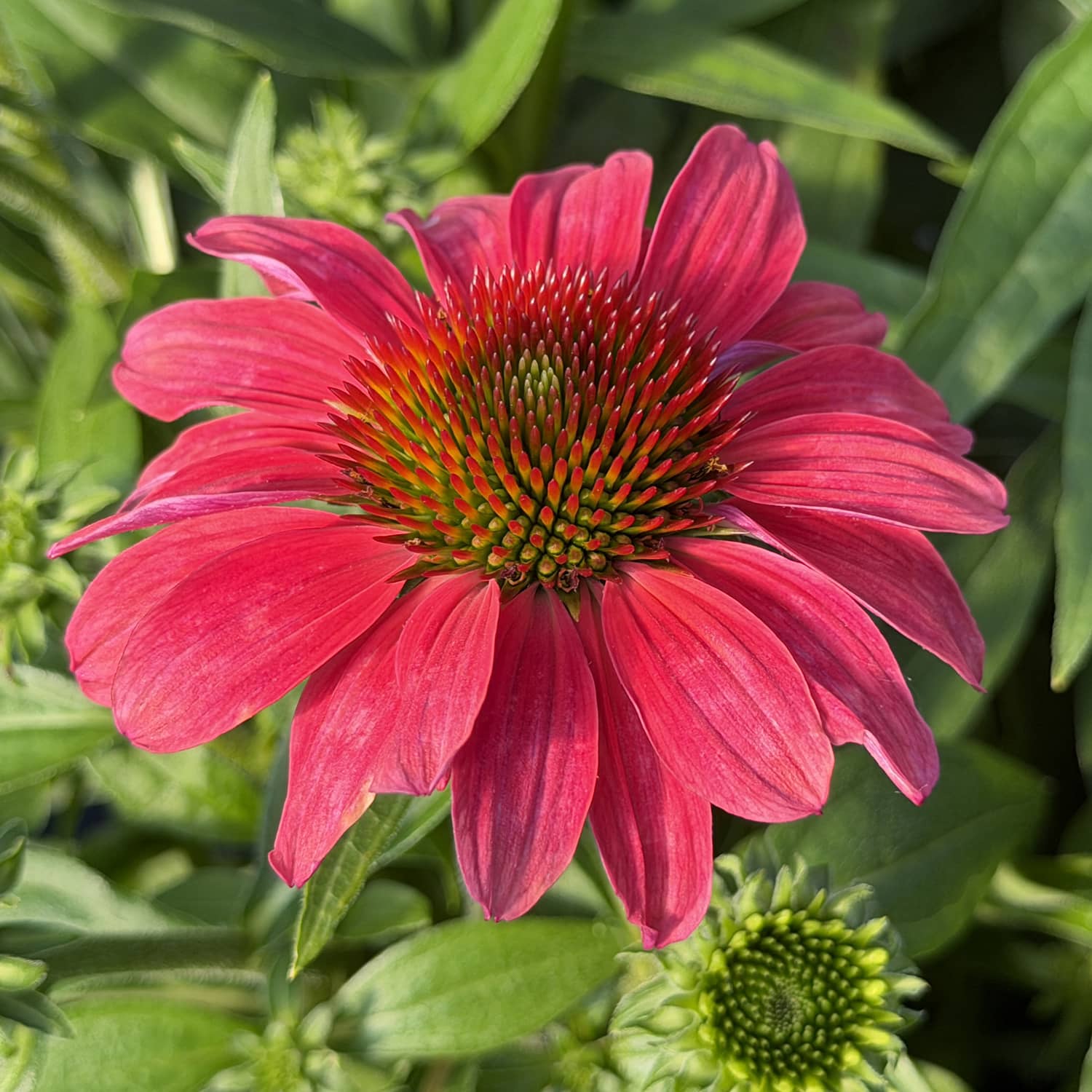 Close-up of a SunMagic® Vintage Lipstick Coneflower (Echinacea) features vivid bright pink blooms with a spiky orange-green center, surrounded by green leaves and flower buds in sunlight - Photo Property of Garden Crossings LLC