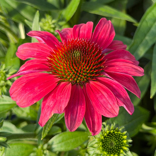 Close-up of a SunMagic® Vintage Lipstick Coneflower (Echinacea) features vivid bright pink blooms with a spiky orange-green center, surrounded by green leaves and flower buds in sunlight - Photo Property of Garden Crossings LLC