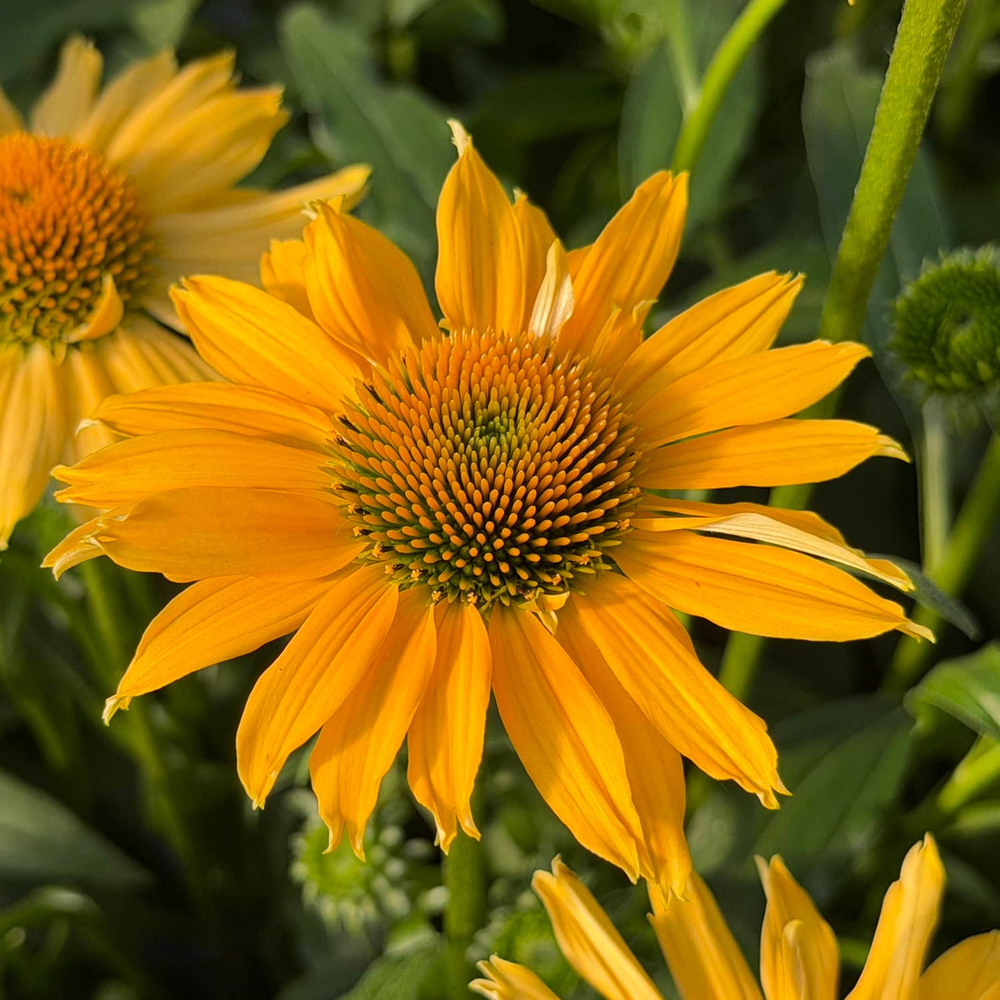 Close-up of the SunMagic® Vintage Mango Coneflower (Echinacea), displaying its vibrant yellow petals and greenish-brown center, surrounded by lush green leaves and softly blurred stems in the background - Photo Property of Garden Crossings LLC