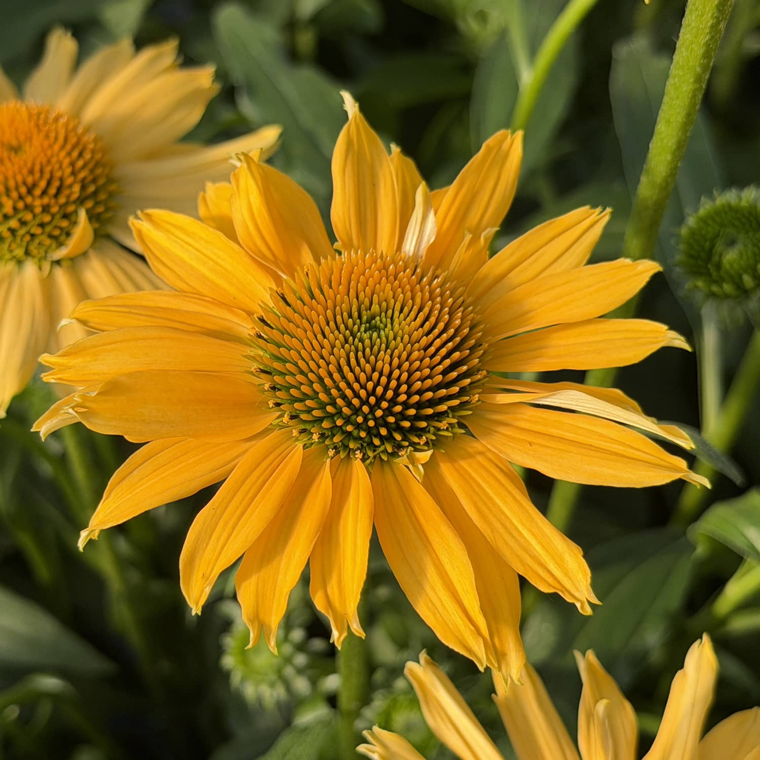 Close-up of the SunMagic® Vintage Mango Coneflower (Echinacea), displaying its vibrant yellow petals and greenish-brown center, surrounded by lush green leaves and softly blurred stems in the background - Photo Property of Garden Crossings LLC
