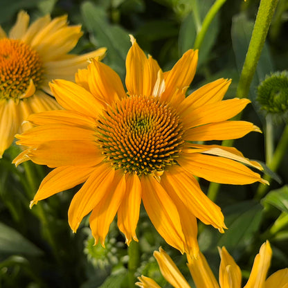 Close-up of the SunMagic® Vintage Mango Coneflower (Echinacea), displaying its vibrant yellow petals and greenish-brown center, surrounded by lush green leaves and softly blurred stems in the background - Photo Property of Garden Crossings LLC