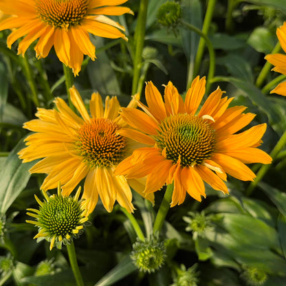 SunMagic® Vintage Mango Coneflower (Echinacea) features bright orange blooms with green centers that appear among lush foliage, showcasing a mix of fully opened flowers and buds. This vibrant pollinator plant brings lively color to the garden while attracting bees and butterflies - Photo Property of Garden Crossings LLC