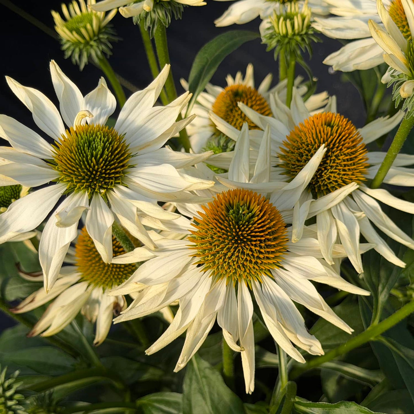 The SunMagic® Vintage Pearl White Coneflower (Echinacea) features striking white petals with yellow-green centers that bloom in sunlight, set against a backdrop of green leaves and additional blossoms - Photo Property of Garden Crossings LLC
