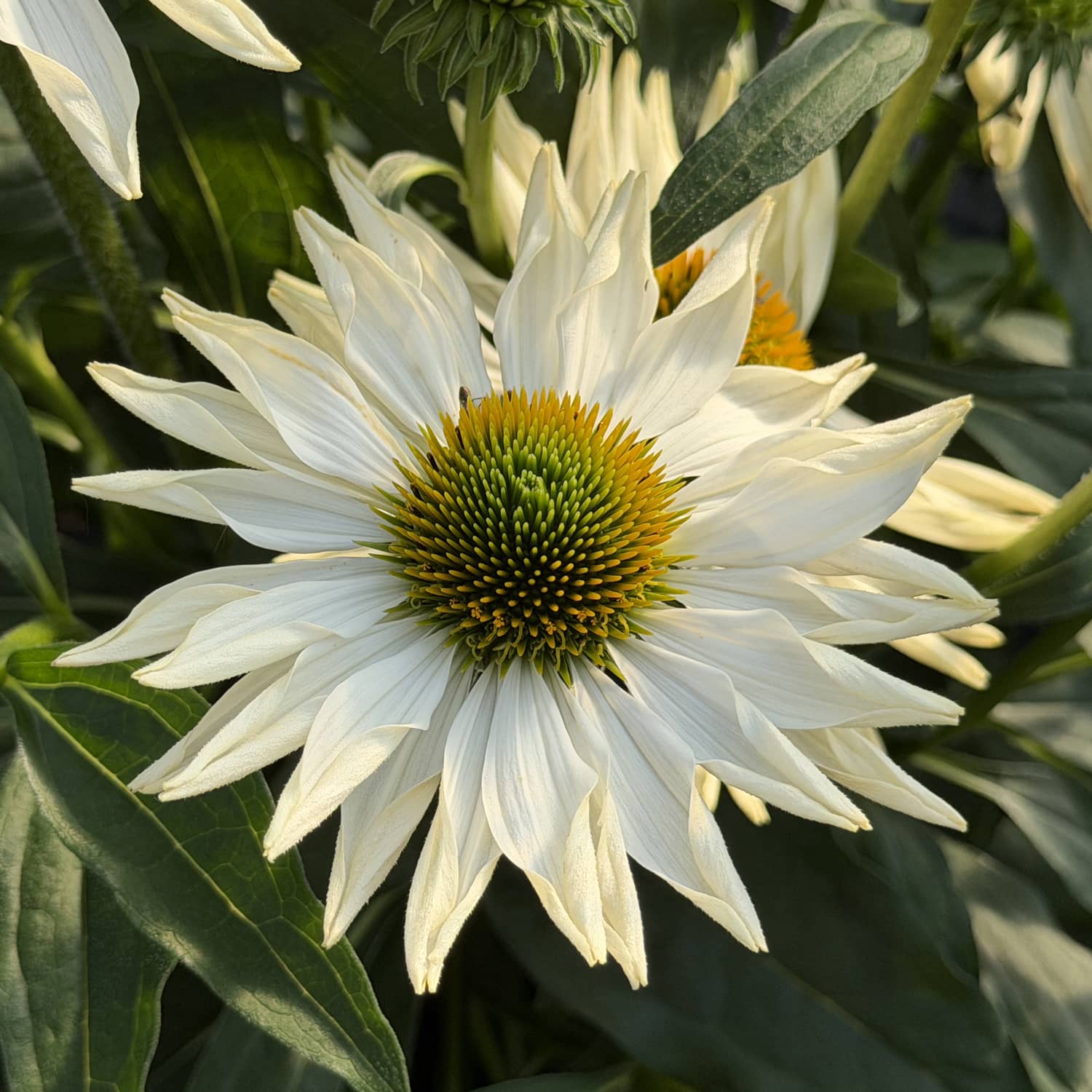 A close-up of the SunMagic® Vintage Pearl White Coneflower (Echinacea), displaying its radiant yellow-green center and pristine white petals, surrounded by green leaves and flower buds in gentle sunlight - Photo Property of Garden Crossings LLC