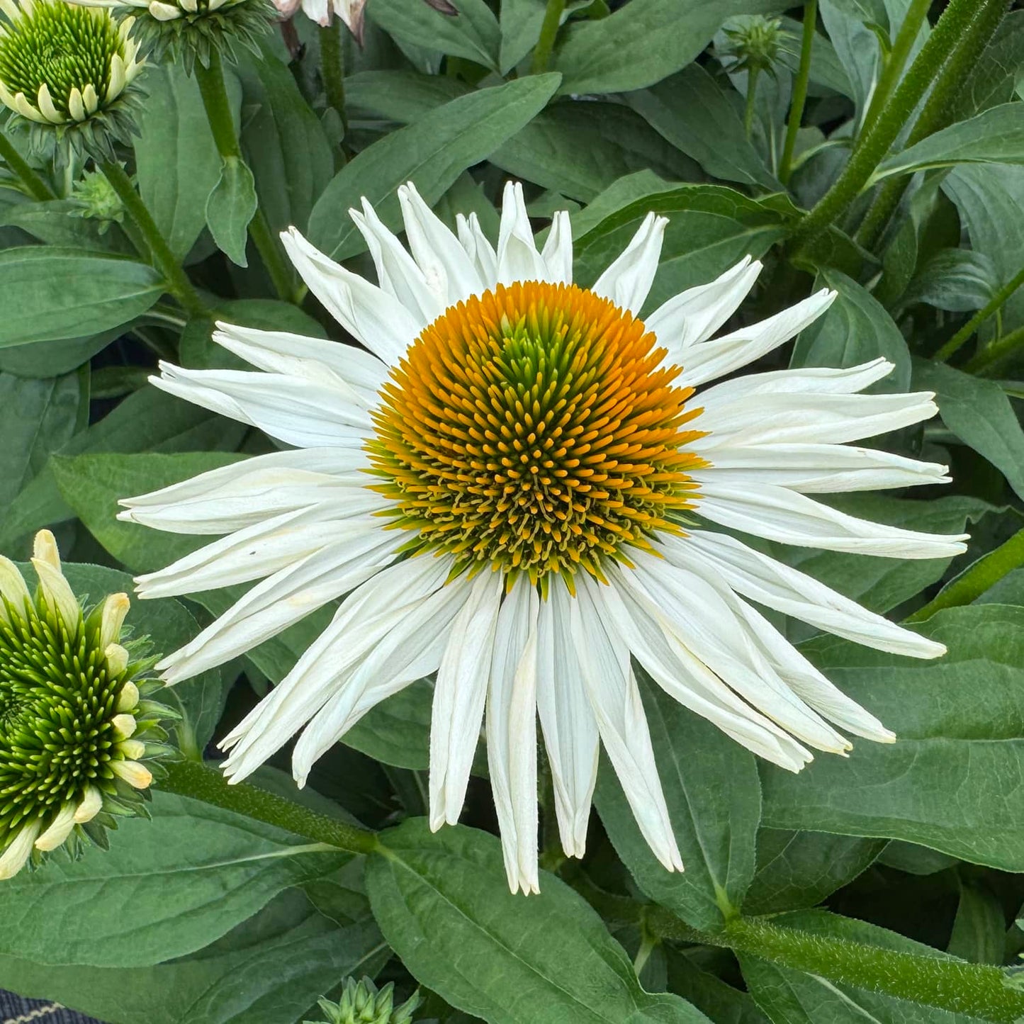 A close-up of the SunMagic® Vintage Pearl White Coneflower (Echinacea), featuring a spiky orange and green center surrounded by green leaves and buds, perfect for adding beauty to any pollinator garden - Photo Property of Garden Crossings LLC
