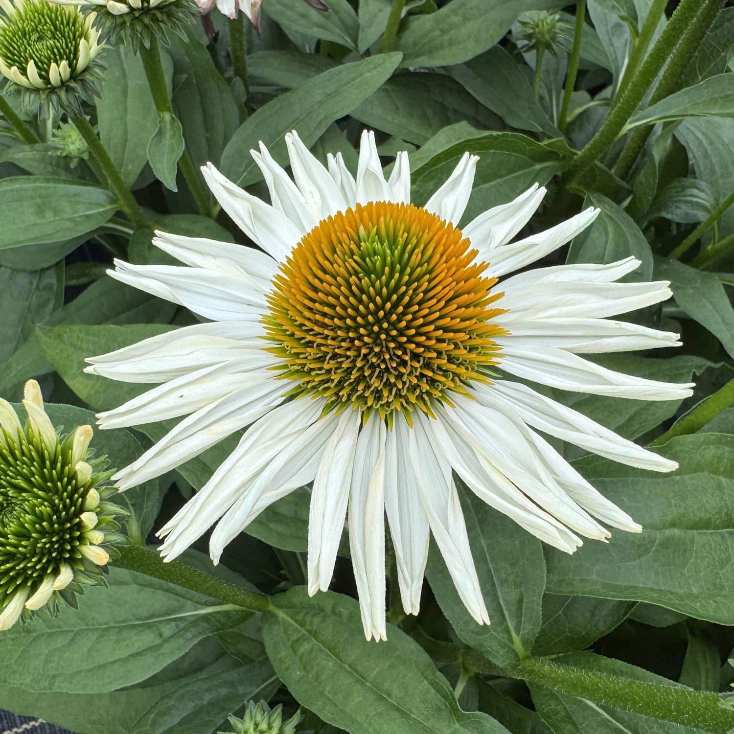 A close-up of the SunMagic® Vintage Pearl White Coneflower (Echinacea), featuring a spiky orange and green center surrounded by green leaves and buds, perfect for adding beauty to any pollinator garden - Photo Property of Garden Crossings LLC