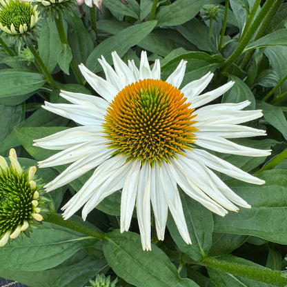 A close-up of the SunMagic® Vintage Pearl White Coneflower (Echinacea), featuring a spiky orange and green center surrounded by green leaves and buds, perfect for adding beauty to any pollinator garden - Photo Property of Garden Crossings LLC