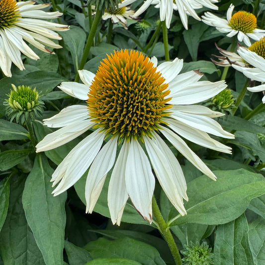 Close-up of a SunMagic® Vintage Pearl White Coneflower (Echinacea) with a spiky yellow-green center, surrounded by green leaves and additional flower buds in the background - Photo Property of Garden Crossings LLC