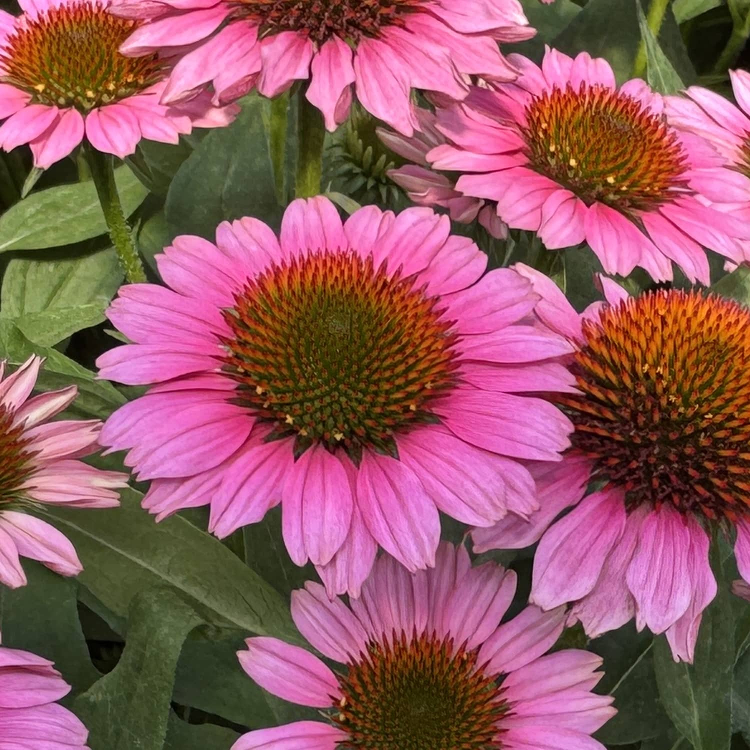 Close-up of several blooming SunMagic® Vintage Pink Coneflower (Echinacea) plants, showcasing their vibrant pink petals and spiky orange centers amidst lush green leaves - Photo Property of Garden Crossings LLC
