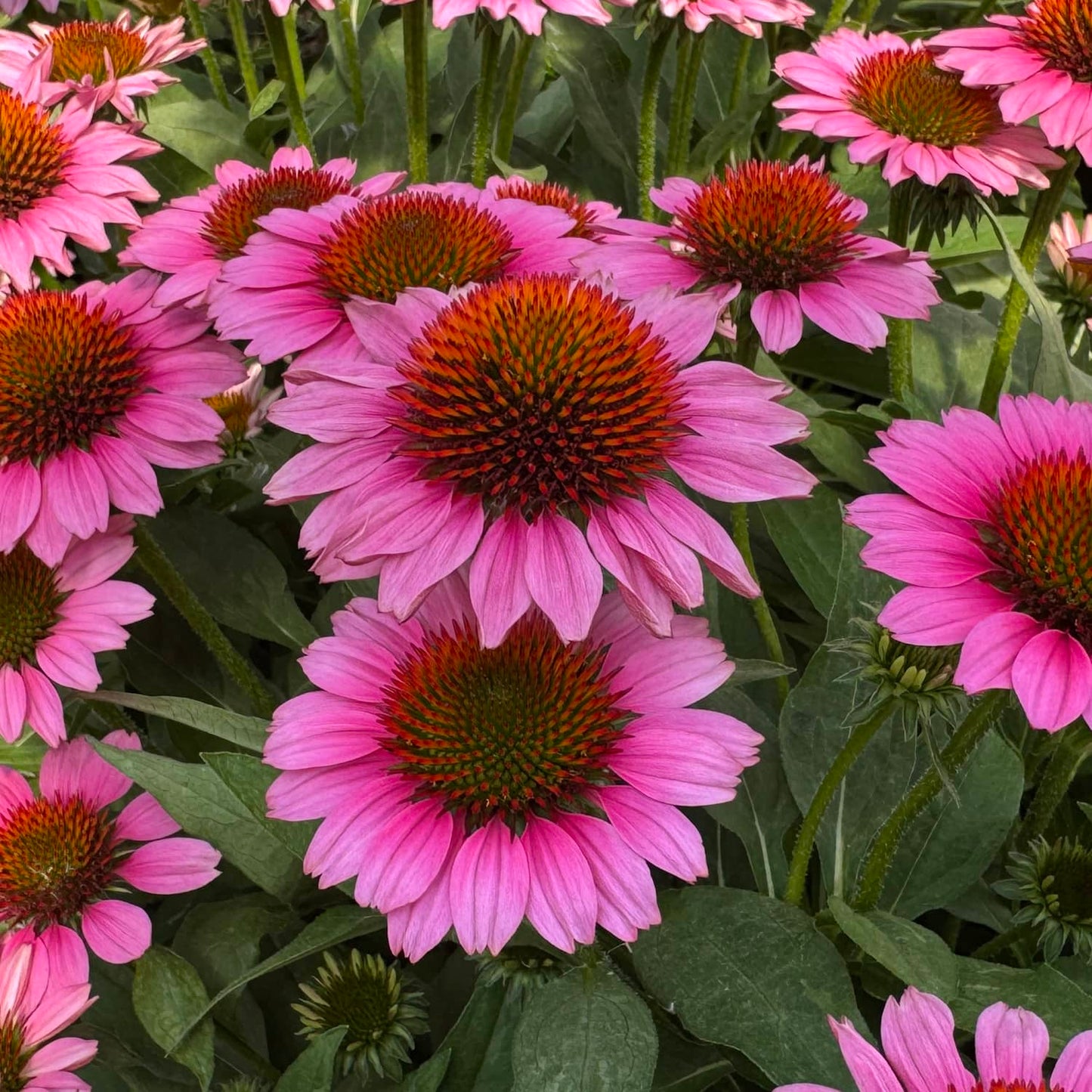 A group of SunMagic® Vintage Pink Coneflower (Echinacea) blooms, featuring pink petals and spiky orange centers surrounded by lush green leaves, brings vibrant color to the perennial garden - Photo Property of Garden Crossings LLC
