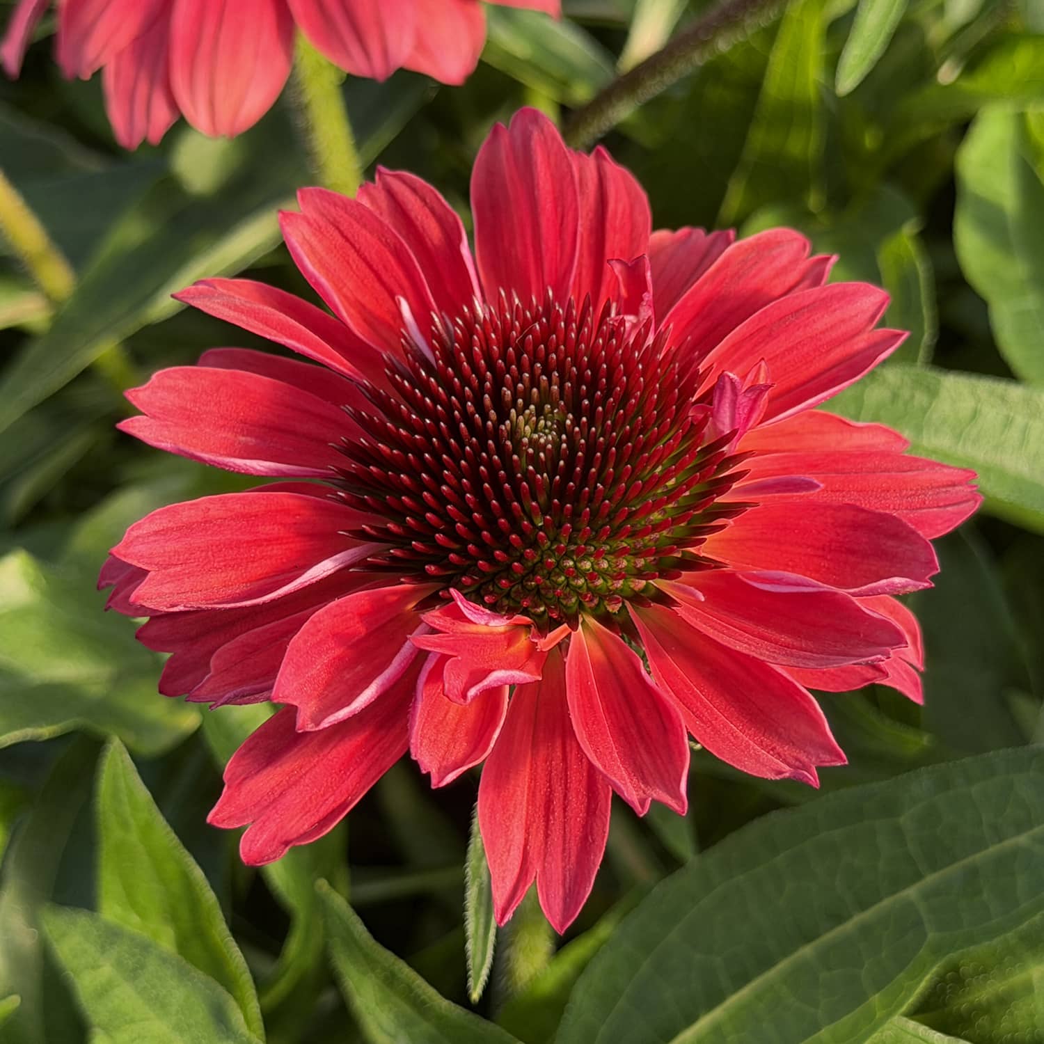The SunMagic® Vintage Red Coneflower (Echinacea) is captured here in full bloom, displaying its vibrant pink-red pointed petals and spiky dark center, surrounded by lush green leaves and partial blooms in the background - Photo Property of Garden Crossings LLC