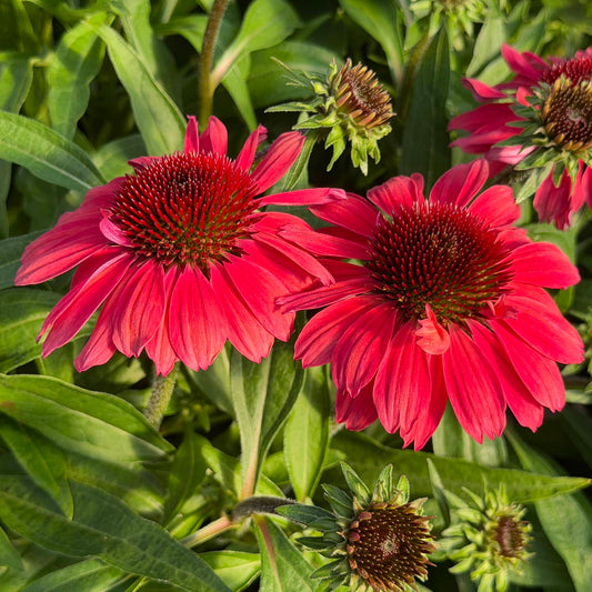Two vibrant SunMagic® Vintage Red Coneflower (Echinacea) plants with dark centers are blooming among lush green leaves in this perennial garden, surrounded by several flower buds in various stages of development - Photo Property of Garden Crossings LLC