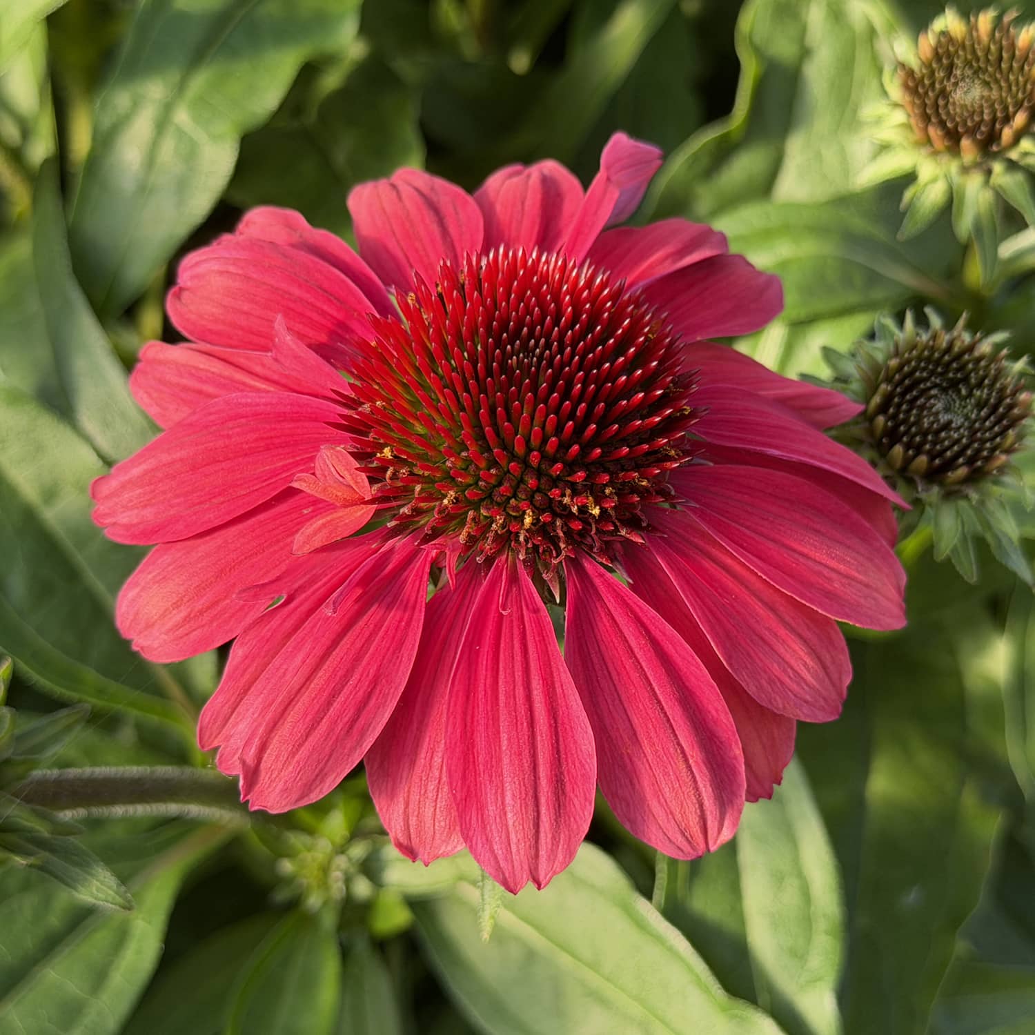 A close-up of a vibrant pink and red SunMagic® Vintage Red Coneflower (Echinacea), featuring a spiky orange-red center, surrounded by green leaves and partially visible flower buds in the background— - Photo Property of Garden Crossings LLC
