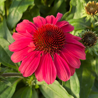 A close-up of a vibrant pink and red SunMagic® Vintage Red Coneflower (Echinacea), featuring a spiky orange-red center, surrounded by green leaves and partially visible flower buds in the background— - Photo Property of Garden Crossings LLC