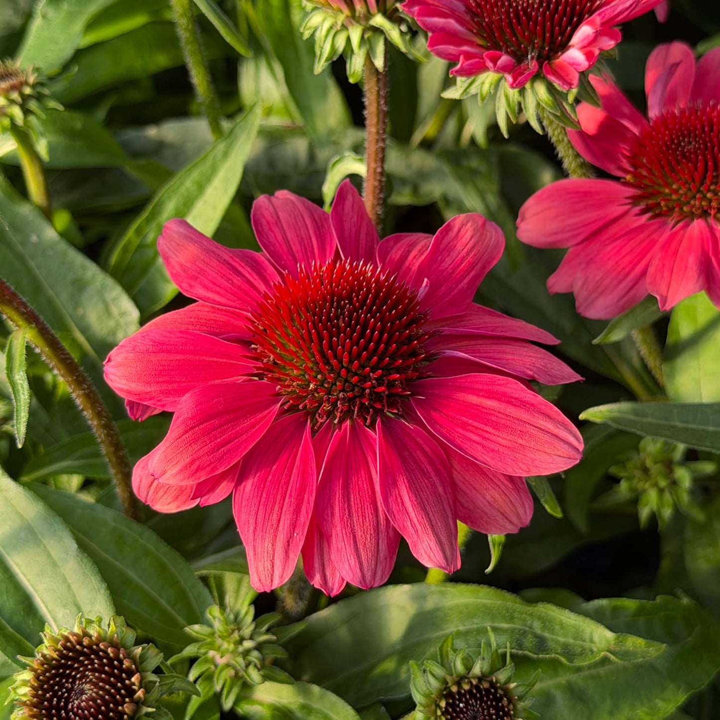 Vivid pink SunMagic® Vintage Red Coneflower (Echinacea) blooms with a striking dark red center, set amid lush green foliage and clusters of similar flowers and buds - Photo Property of Garden Crossings LLC