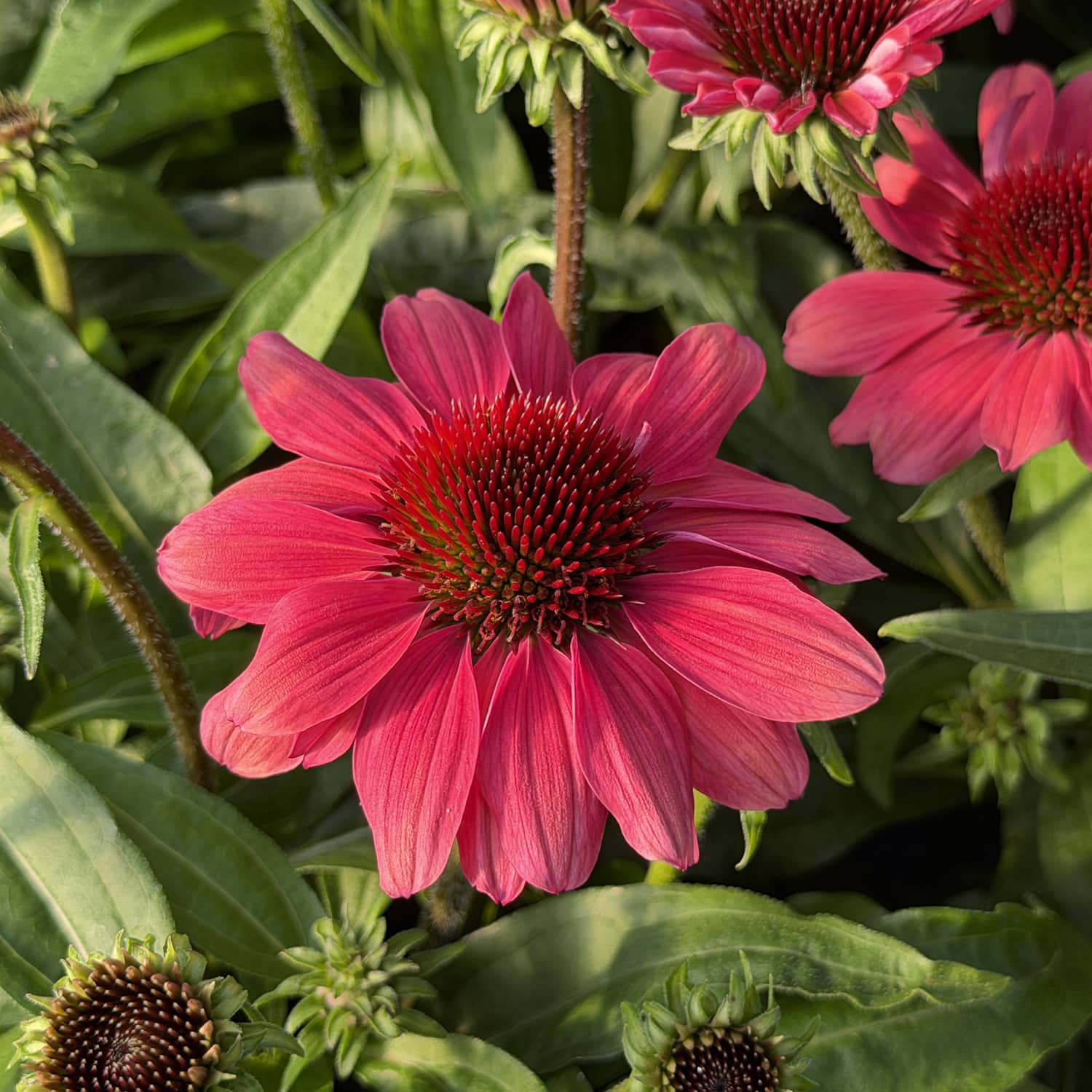 Vivid pink SunMagic® Vintage Red Coneflower (Echinacea) blooms with a striking dark red center, set amid lush green foliage and clusters of similar flowers and buds - Photo Property of Garden Crossings LLC