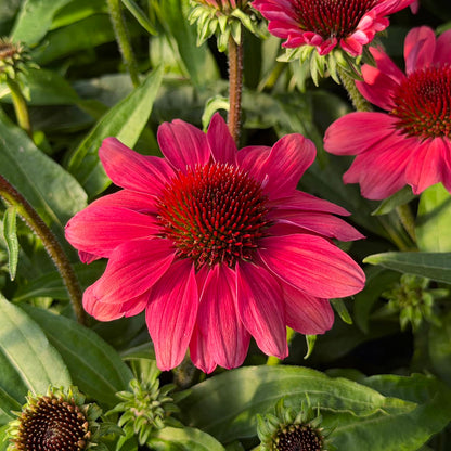 Vivid pink SunMagic® Vintage Red Coneflower (Echinacea) blooms with a striking dark red center, set amid lush green foliage and clusters of similar flowers and buds - Photo Property of Garden Crossings LLC