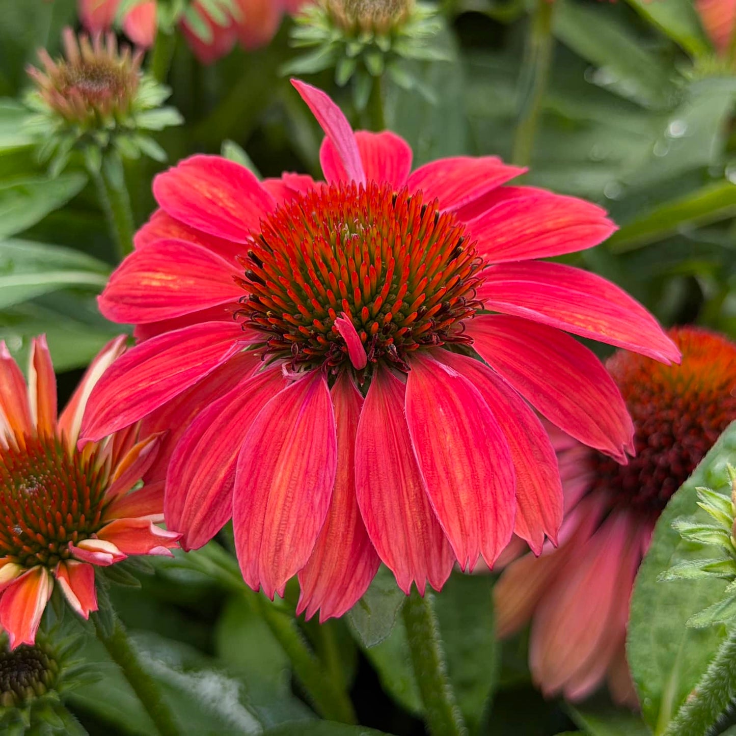 SunMagic® Vintage Ruby Coneflower (Echinacea) features bright pink, vibrant petals and a spiky orange-red center. This hardy perennial is ideal for pollinator plantings and is beautifully complemented by green leaves and softly blurred buds in the background - Photo Property of Garden Crossings LLC