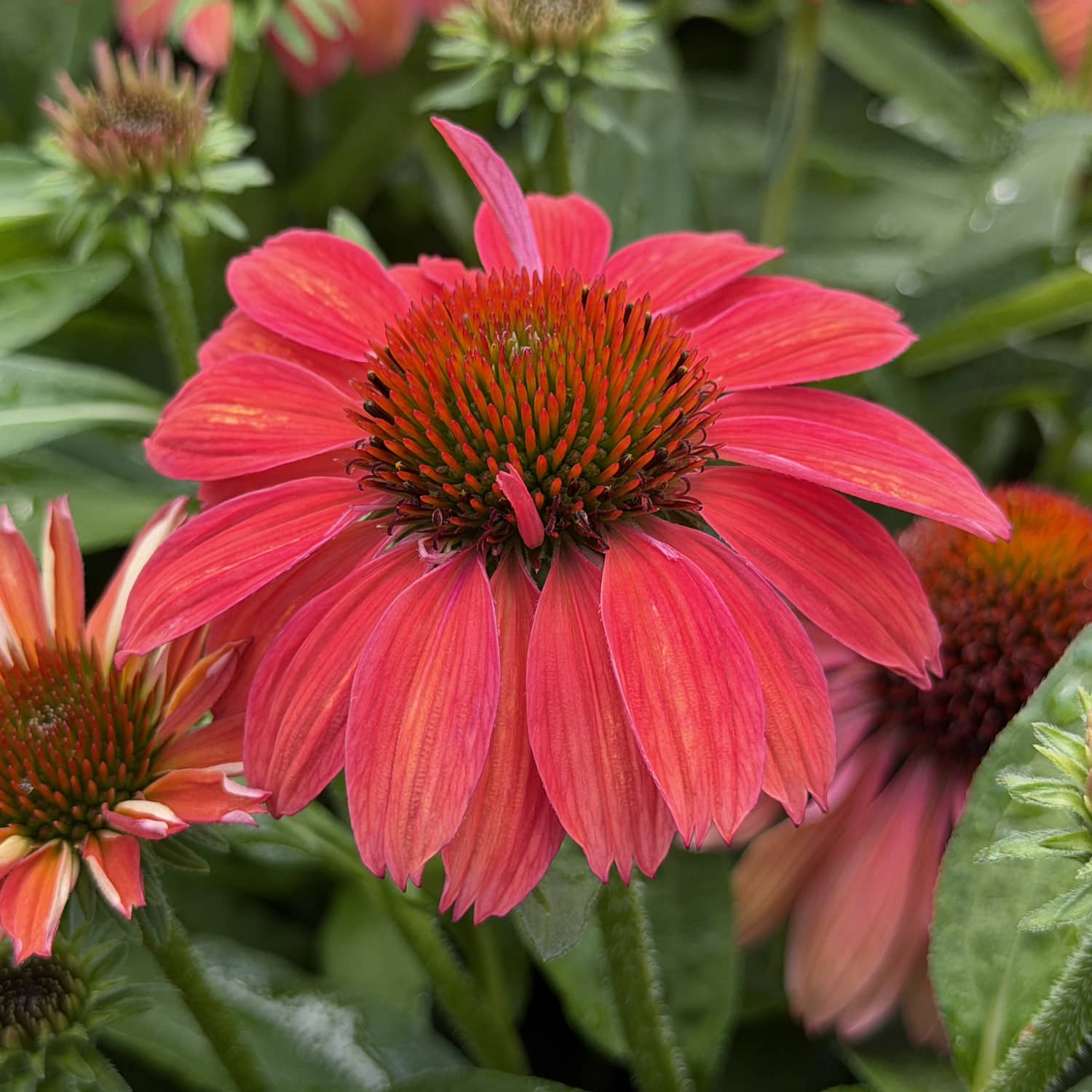 SunMagic® Vintage Ruby Coneflower (Echinacea) features bright pink, vibrant petals and a spiky orange-red center. This hardy perennial is ideal for pollinator plantings and is beautifully complemented by green leaves and softly blurred buds in the background - Photo Property of Garden Crossings LLC