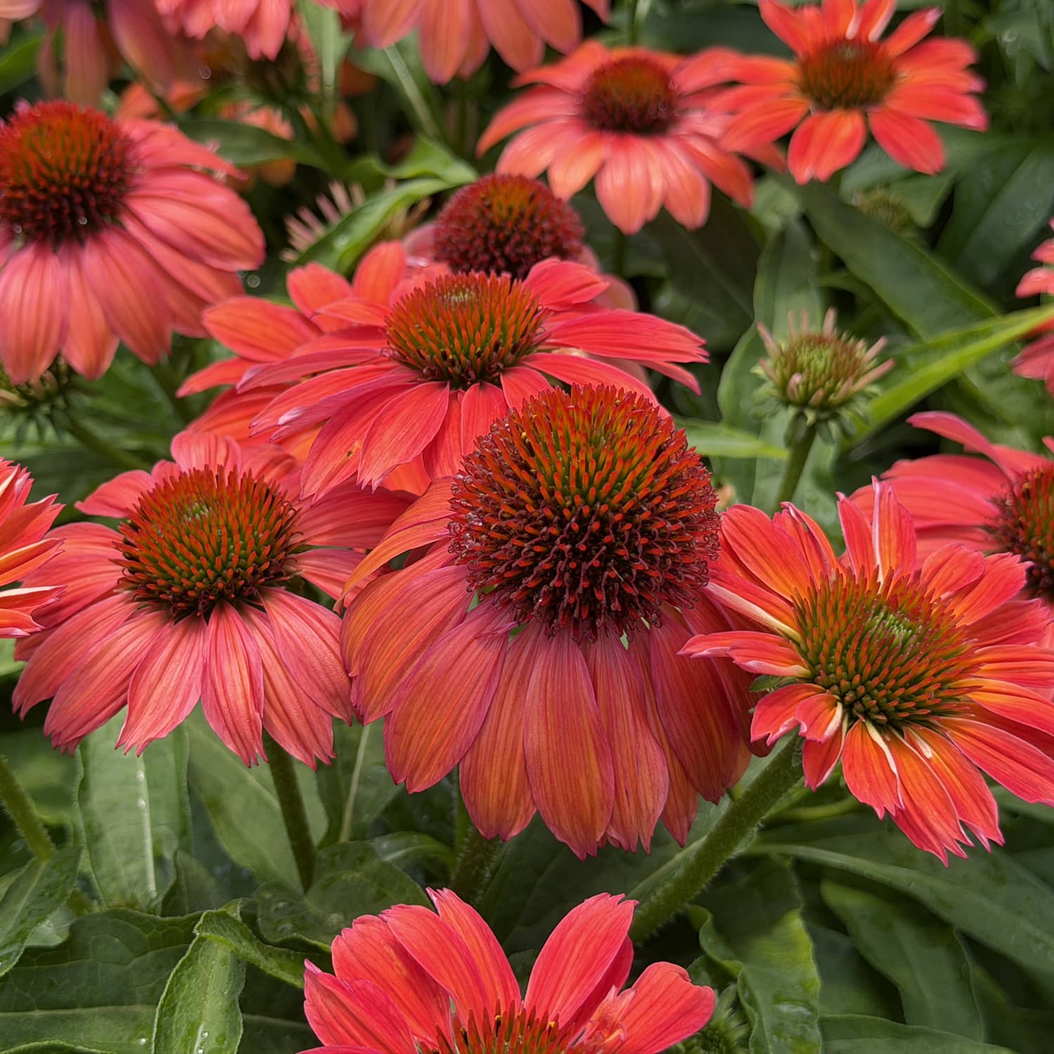 SunMagic® Vintage Ruby Coneflower (Echinacea) displays bright red petals and spiky, dark orange centers above lush green foliage, creating a vibrant and colorful display - Photo Property of Garden Crossings LLC