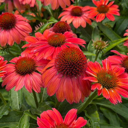 SunMagic® Vintage Ruby Coneflower (Echinacea) displays bright red petals and spiky, dark orange centers above lush green foliage, creating a vibrant and colorful display - Photo Property of Garden Crossings LLC