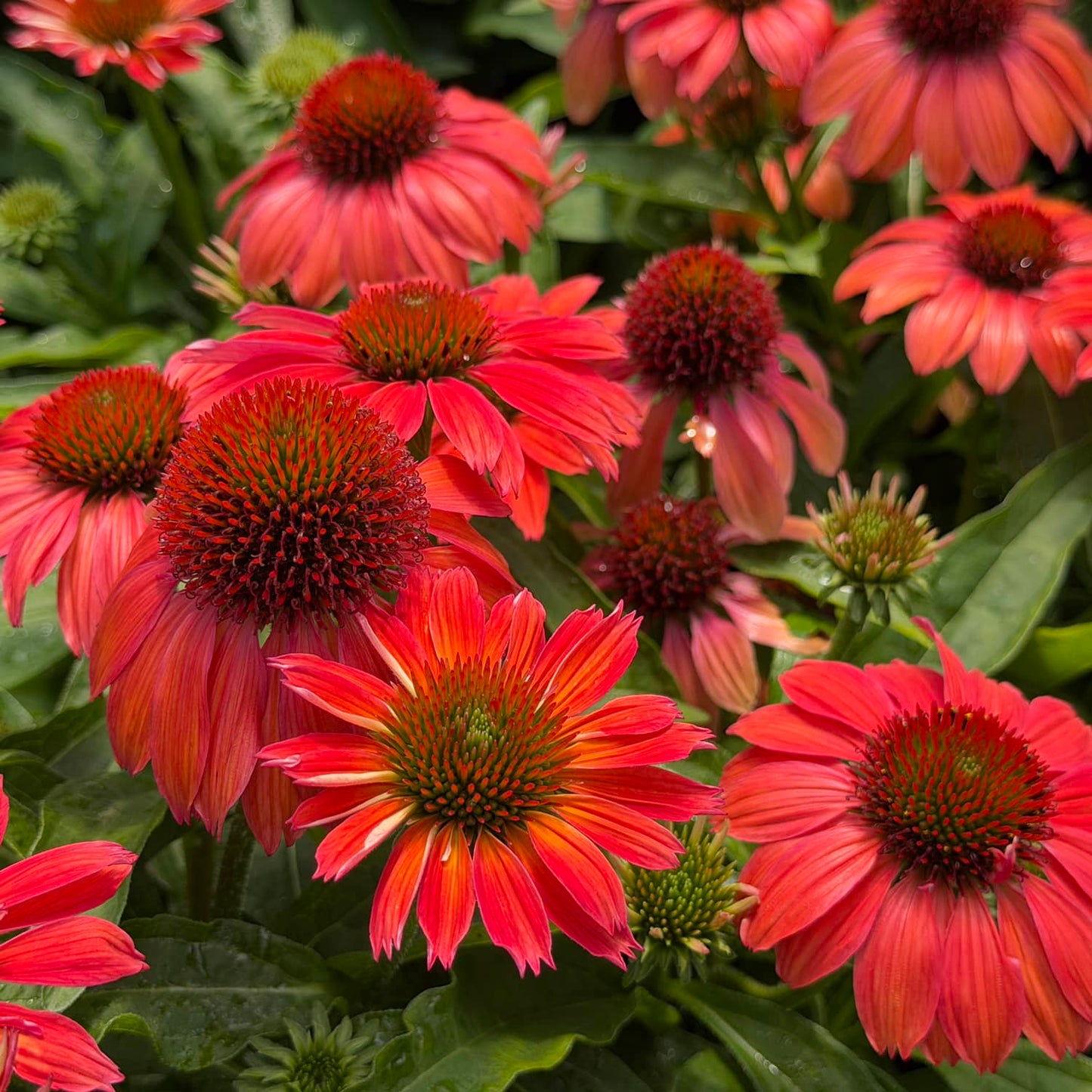 Radiant red-orange SunMagic® Vintage Ruby Coneflower (Echinacea) blossoms, accented by striking dark central cones, emerge above rich green foliage for a bold and energetic garden display - Photo Property of Garden Crossings LLC