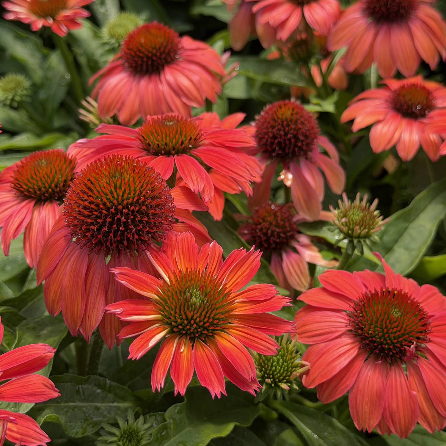Radiant red-orange SunMagic® Vintage Ruby Coneflower (Echinacea) blossoms, accented by striking dark central cones, emerge above rich green foliage for a bold and energetic garden display - Photo Property of Garden Crossings LLC