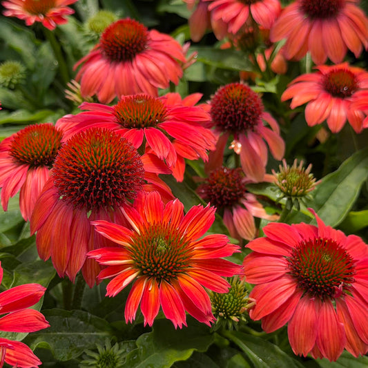 Radiant red-orange SunMagic® Vintage Ruby Coneflower (Echinacea) blossoms, accented by striking dark central cones, emerge above rich green foliage for a bold and energetic garden display - Photo Property of Garden Crossings LLC