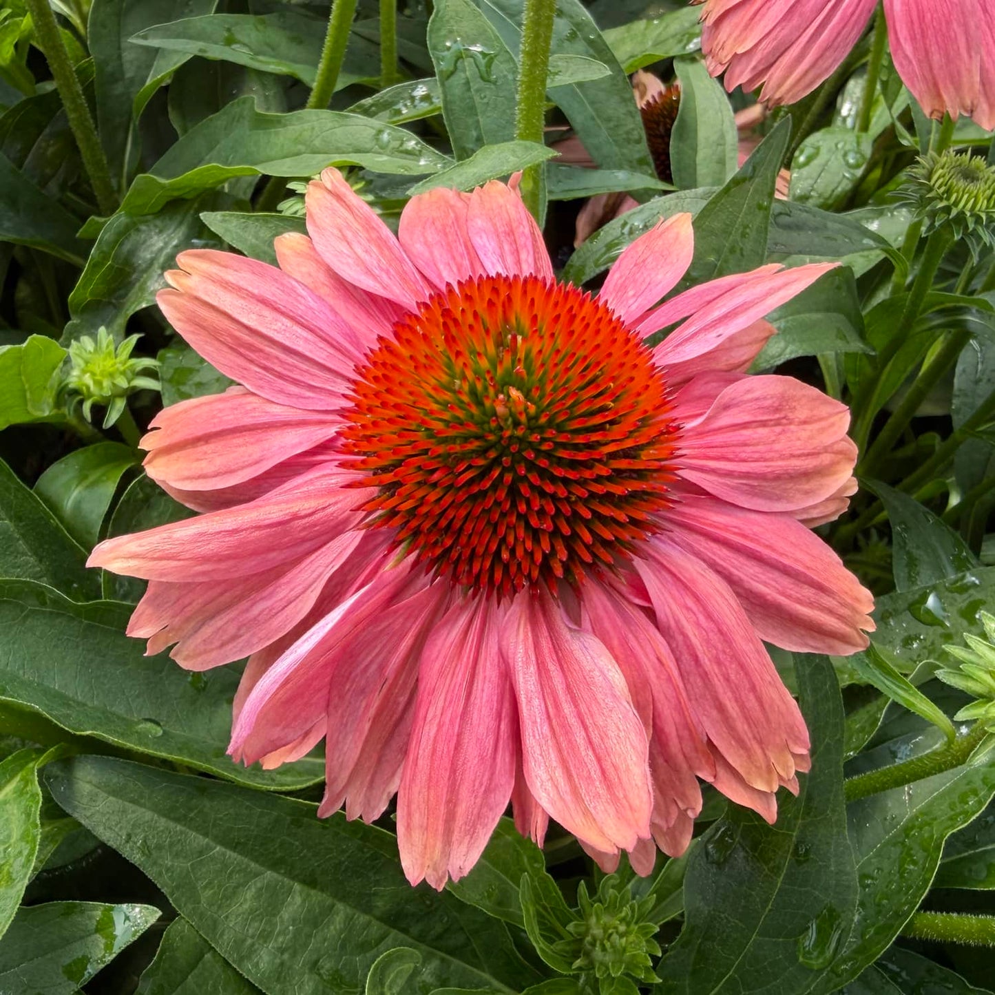 A close-up of the SunMagic® Vintage Watermelon Coneflower (Echinacea) reveals its pink petals and striking orange-green center, surrounded by lush green leaves and budding flowers - Photo Property of Garden Crossings LLC