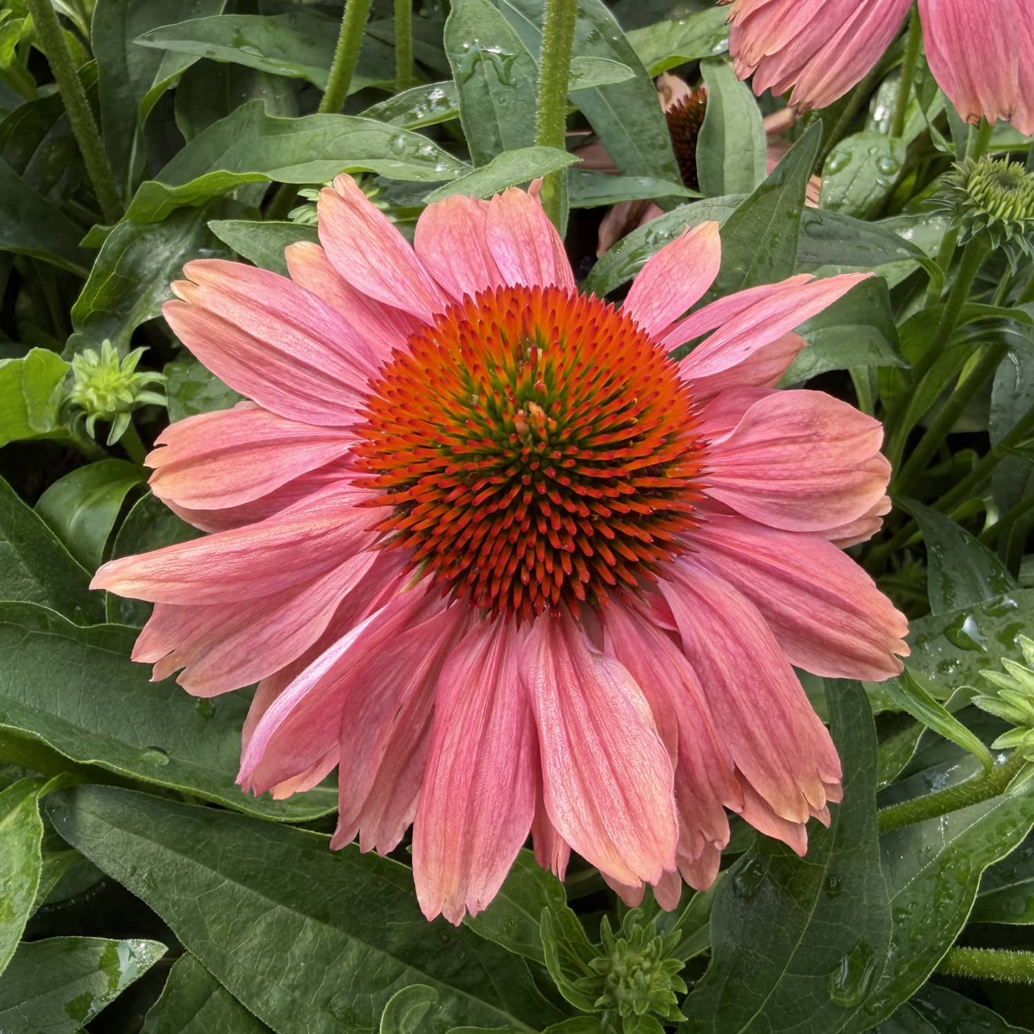 A close-up of the SunMagic® Vintage Watermelon Coneflower (Echinacea) reveals its pink petals and striking orange-green center, surrounded by lush green leaves and budding flowers - Photo Property of Garden Crossings LLC