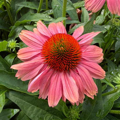 A close-up of the SunMagic® Vintage Watermelon Coneflower (Echinacea) reveals its pink petals and striking orange-green center, surrounded by lush green leaves and budding flowers - Photo Property of Garden Crossings LLC