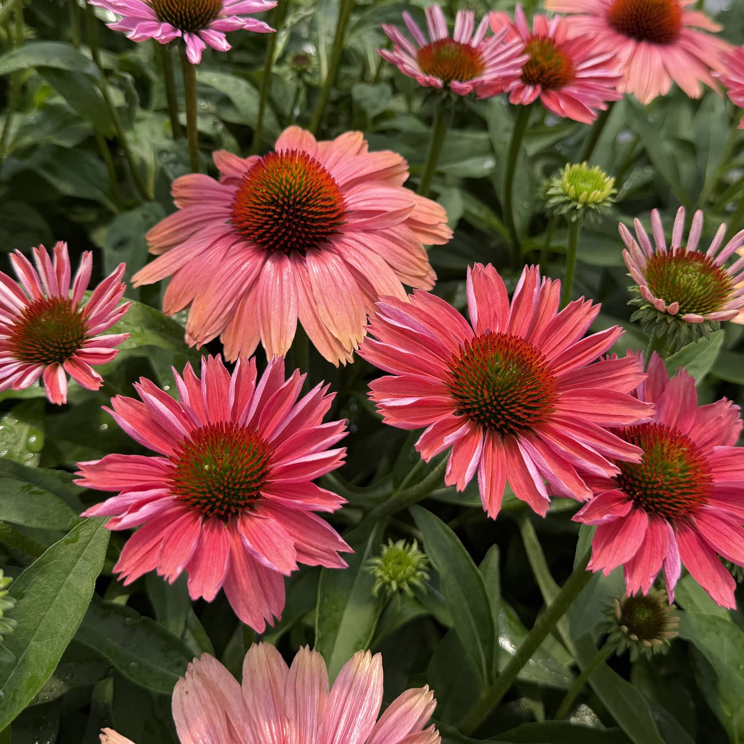 Top-down view of clusters of SunMagic® Vintage Watermelon Coneflower (Echinacea) display vibrant pink blooms with striking orange centers nestled among lush green foliage. Their long, pointed petals and close grouping make them an excellent choice for pollinator gardens - Photo Property of Garden Crossings LLC