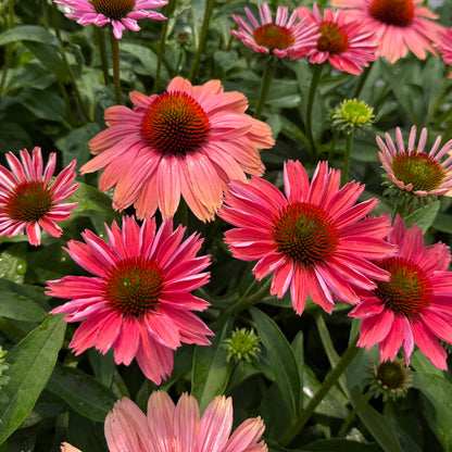 Top-down view of clusters of SunMagic® Vintage Watermelon Coneflower (Echinacea) display vibrant pink blooms with striking orange centers nestled among lush green foliage. Their long, pointed petals and close grouping make them an excellent choice for pollinator gardens - Photo Property of Garden Crossings LLC