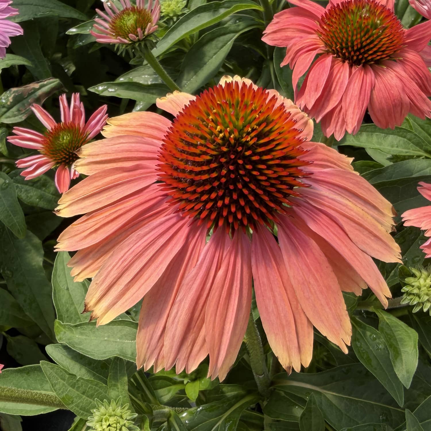 Close-up of a blooming SunMagic® Vintage Watermelon Coneflower (Echinacea) with a vibrant pink hue and a spiky orange center, surrounded by lush green leaves and additional coneflowers in the background - Photo Property of Garden Crossings LLC